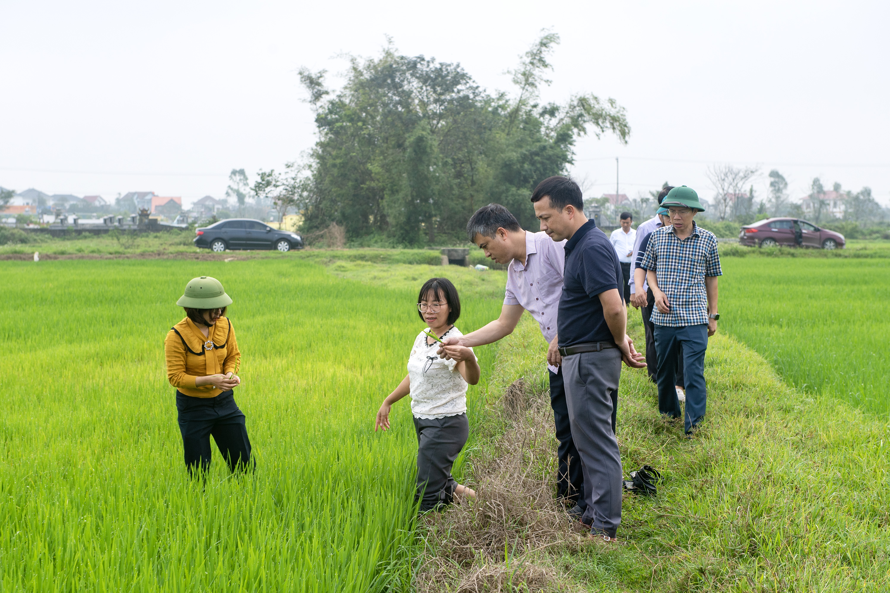 Đan Hải: Kiểm tra đồng ruộng, quyết liệt phòng trừ bệnh đạo ôn và chuột phá hại để bảo vệ 485 ha lúa Xuân.