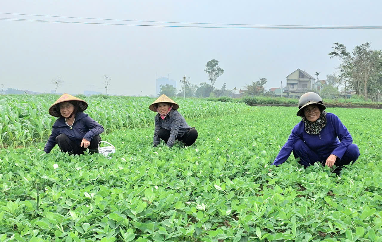 Nông Dân xã Đan Hải tích cực chăm sóc lúa và cây trồng vụ Xuân năm 2026 