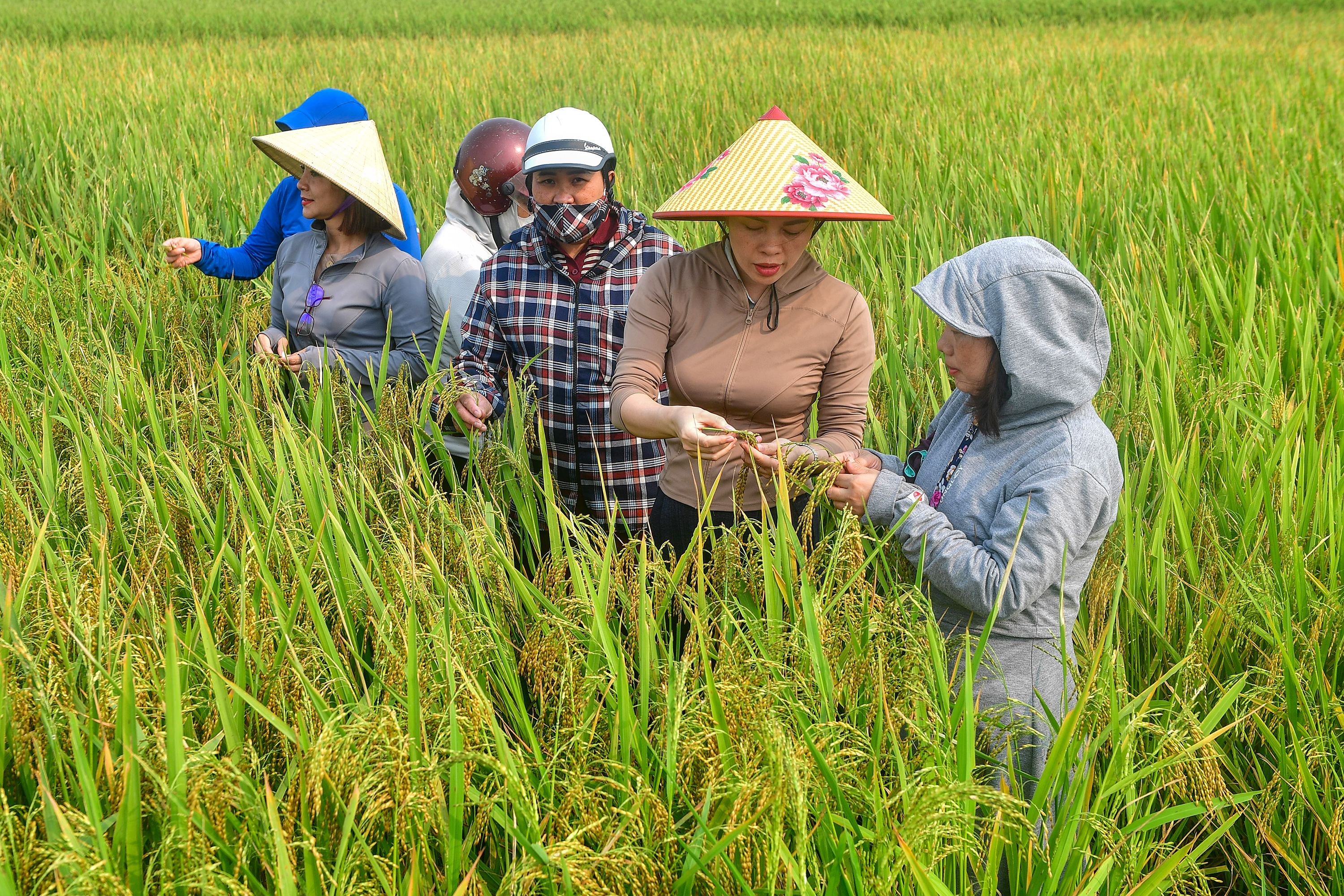 Xã Đan Hải: Kiểm tra đánh giá năng suất, sản lượng cây trồng vụ Xuân