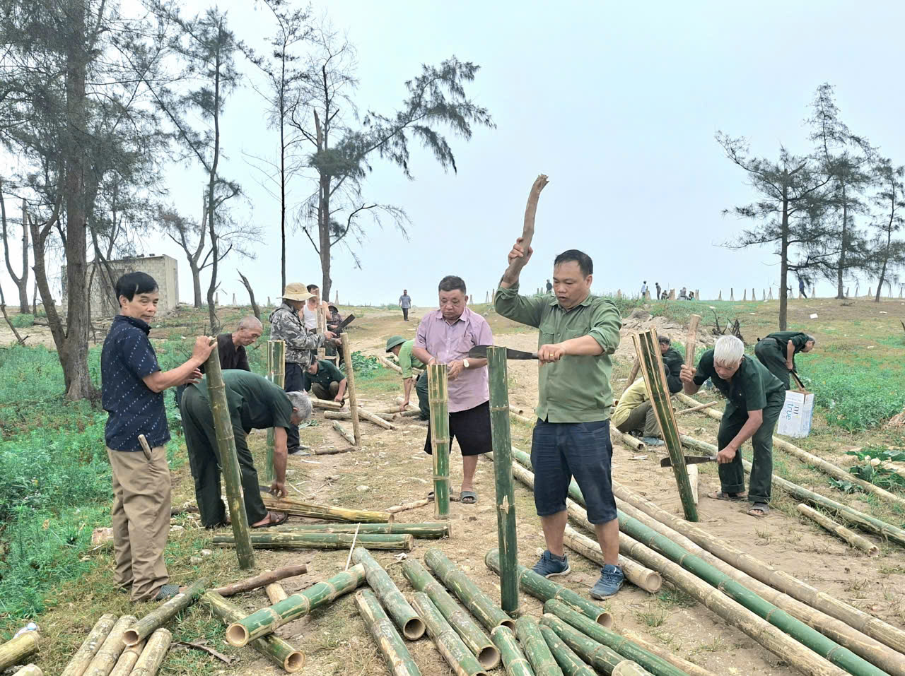 Hội Cựu Chiến Binh xã Đan Hải ra quân chăm sóc, bảo vệ hàng cây xanh ven biển