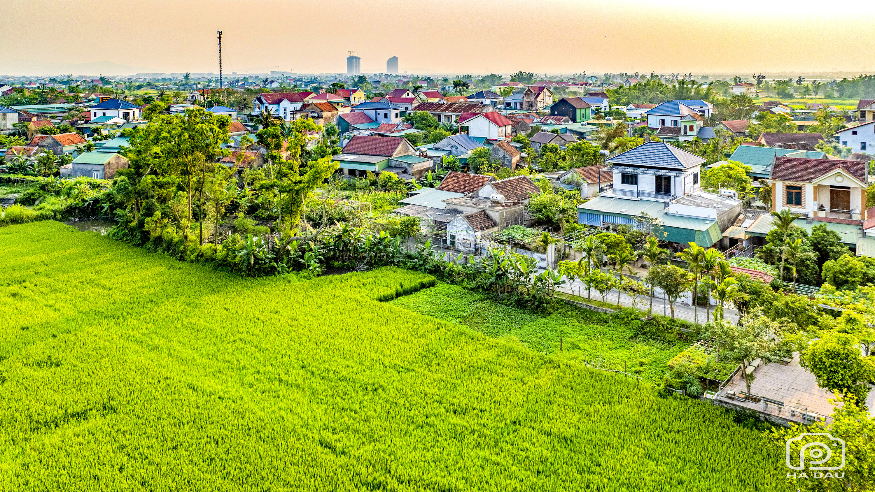 Ngắm vẻ đẹp của những cánh đồng xanh mướt ở xã Đan Hải