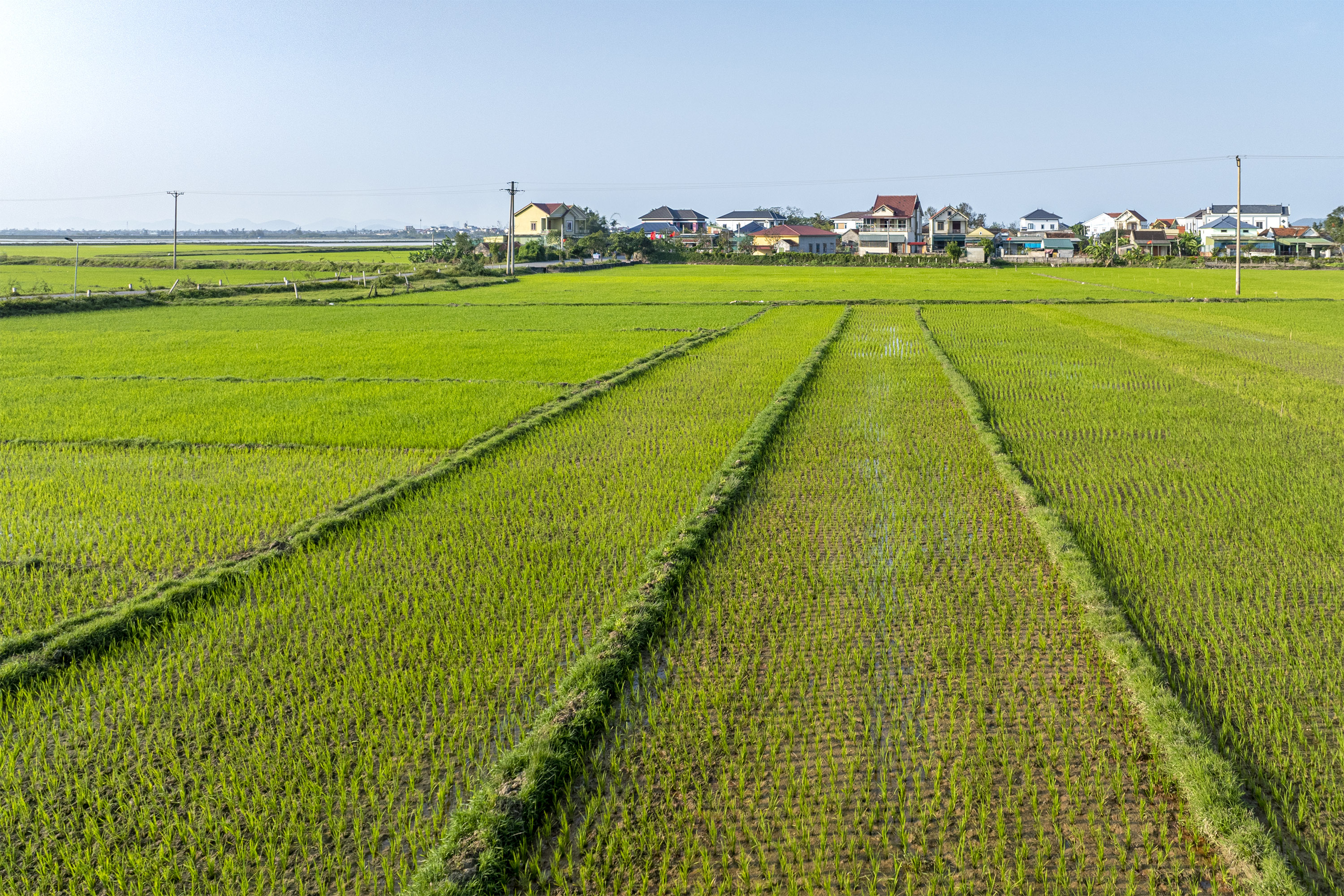 Xã Đan Hải: Tập trung mọi nguồn lực hoàn thành gieo cấy lúa vụ Xuân 2026.