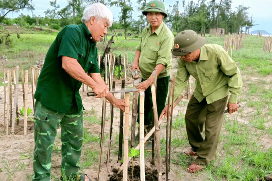 Hội Cựu chiến binh xã đan hải ra quân chăm sóc, bảo vệ “lá chắn xanh” ven biển