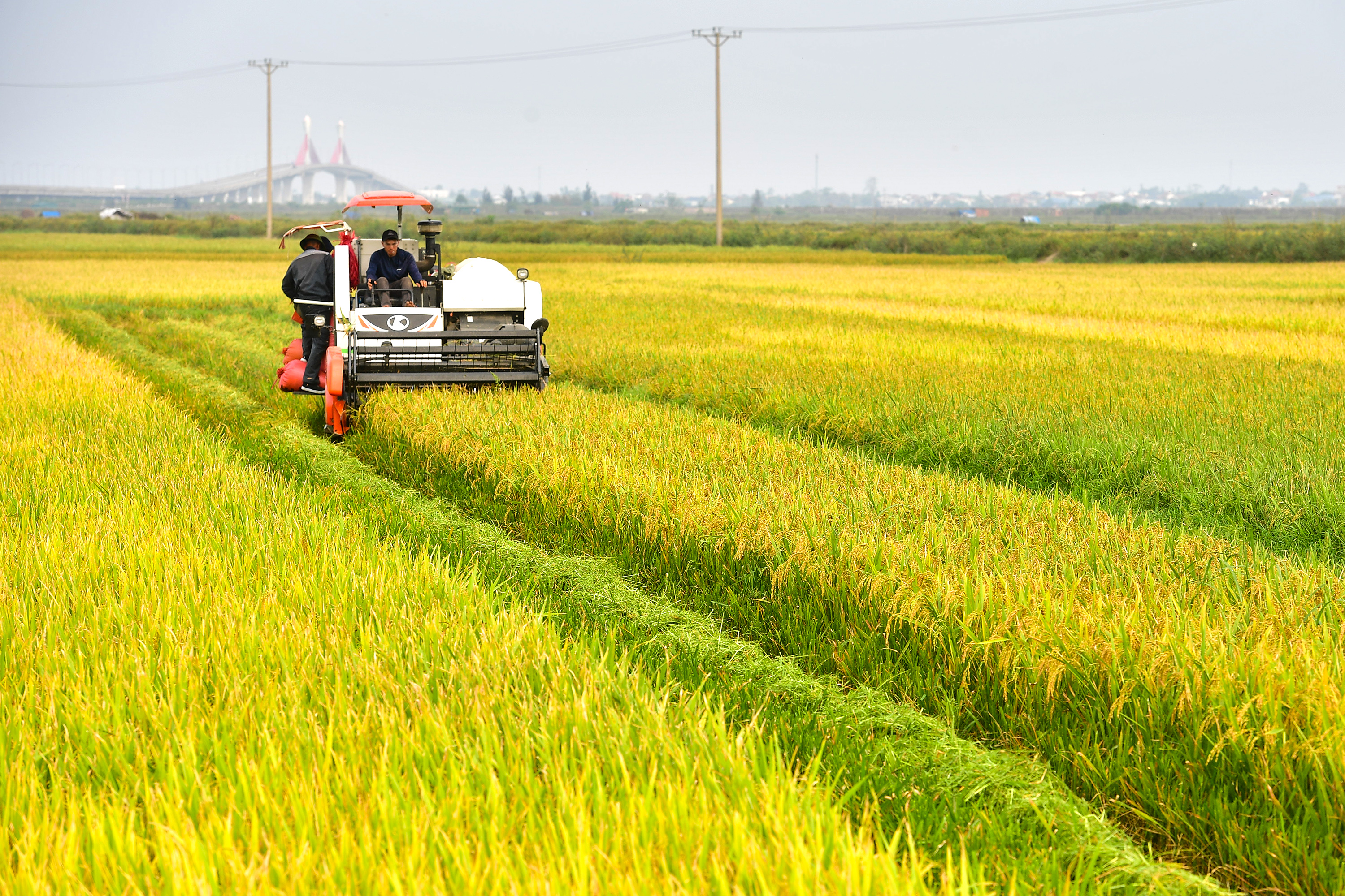 Nông dân xã Đan Hải phấn khởi được mùa lúa vụ Xuân 